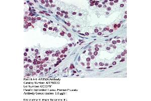 Immunohistochemistry with Human Prostate lysate tissue at an antibody concentration of 5. (ARID5A antibody  (C-Term))