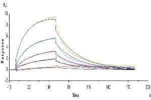 Human IL 12B/P40, His Tag immobilized on CM5 Chip can bind Human IL-12 R beta 1, His Tag with an affinity constant of 98. (IL12RB1 Protein (AA 24-540) (His tag))