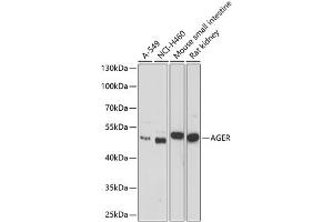 Western blot analysis of extracts of various cell lines, using AGER antibody (ABIN3021947, ABIN3021948, ABIN1512545 and ABIN6218132) at 1:1000 dilution. (RAGE antibody  (AA 30-330))