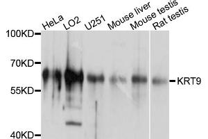 Western blot analysis of extracts of various cell lines, using KRT9 antibody (ABIN4904185) at 1:1000 dilution. (KRT9 antibody)
