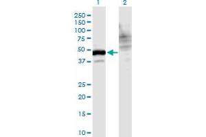 Western Blot analysis of WDR73 expression in transfected 293T cell line by WDR73 monoclonal antibody (M06), clone 4A6.