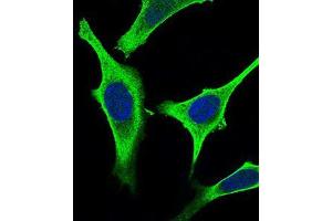 Immunofluorescence analysis of Hela cells using GABBR2 mouse mAb (green). (GABBR2 antibody  (AA 319-483))