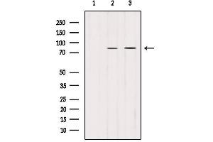 Western blot analysis of extracts from Hela, using PLOD2-Specific Antibody. (PLOD2 antibody  (C-Term))