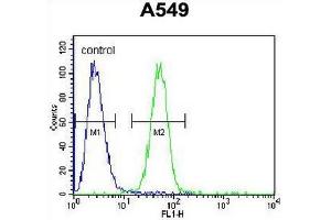 COP1 Antibody (N-term) flow cytometric analysis of A549 cells (right histogram) compared to a negative control cell (left histogram). (CARD16 antibody  (N-Term))