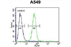 COP1 Antibody (N-term) flow cytometric analysis of A549 cells (right histogram) compared to a negative control cell (left histogram).