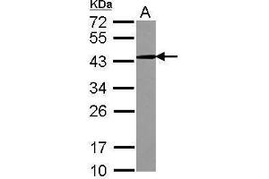 WB Image Sample (30 ug of whole cell lysate) A: K562 12% SDS PAGE antibody diluted at 1:1000 (CD82 antibody  (C-Term))
