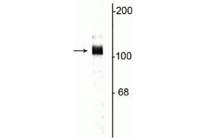 Western blot of rat hippocampal lysate showing specific immunolabeling of the ~115 kDa APP protein. (APP antibody  (C-Term))
