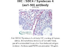 Image no. 1 for anti-Syndecan 4 (SDC4) (AA 1-50) antibody (ABIN1739103) (SDC4 antibody  (AA 1-50))