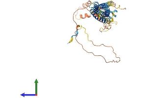 AlphaFold protein structure predicition of Human Recombinant TMEM255A Protein, UniprotID Q5JRV8