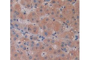#VALUE! (EIF4A1 antibody  (AA 1-271))