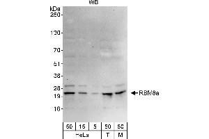 Western Blotting (WB) image for anti-RNA Binding Motif Protein 8A (RBM8A) (AA 1-50) antibody (ABIN7452859)