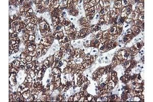 Immunohistochemical staining of paraffin-embedded Human liver tissue using anti-CYP2C9 mouse monoclonal antibody. (CYP2C9 antibody)