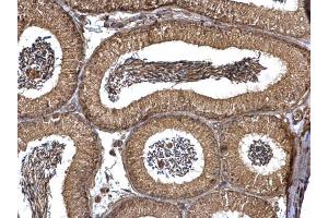 IHC-P Image PEX19 antibody detects PEX19 protein at cytosol on mouse testis by immunohistochemical analysis. (PEX19 antibody)