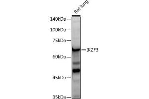 Western Blotting (WB) image for anti-IKAROS Family Zinc Finger 3 (Aiolos) (IKZF3) antibody (ABIN7267842)