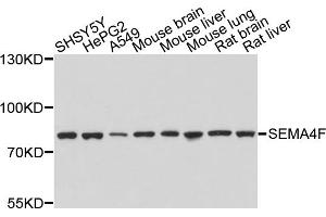 Western blot analysis of extracts of various cell lines, using SEMA4F antibody (ABIN4905114) at 1:1000 dilution.