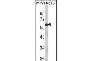 Western blot analysis of GDF10 Antibody (Center) (ABIN650696 and ABIN2839132) in NIH-3T3 cell line lysates (35 μg/lane). (GDF10 antibody  (AA 317-344))