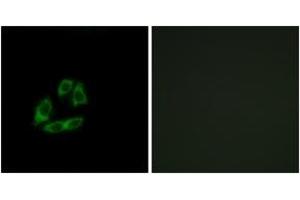 Immunofluorescence analysis of A549 cells, using ARFIP1 Antibody. (ARFIP1 antibody  (AA 271-320))
