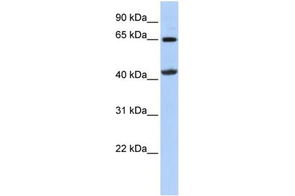 GATM antibody  (Middle Region)