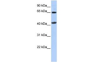 WB Suggested Anti-GATM Antibody Titration:  0. (GATM antibody  (Middle Region))
