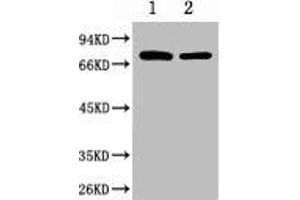 Western blot analysis of 1) Hela, 2) Mouse Brain, diluted at 1:2000. (HSPA1L antibody)