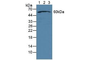 Figure. (NUP50 antibody  (AA 37-269))