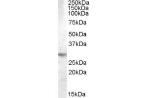 ABIN238596 (0. (14-3-3 theta antibody  (Internal Region))