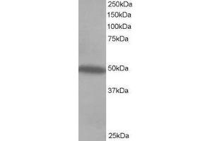 Western Blotting (WB) image for C-Src tyrosine Kinase (CSK) peptide (ABIN369047) (C-Src tyrosine Kinase (CSK) Peptide)