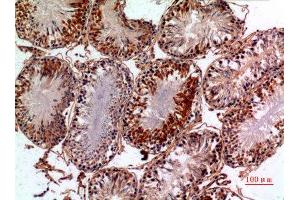 Immunohistochemistry (IHC) analysis of paraffin-embedded Rat Testis, antibody was diluted at 1:100.