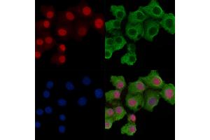 Histone H3 Antibody staining Hela cells by IF/ICC. (Histone 3 antibody)