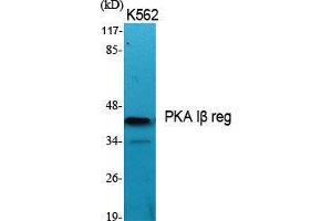 Western Blot (WB) analysis of specific cells using PKA Ibeta reg Polyclonal Antibody. (PKA Ibeta Reg (Internal Region) antibody)