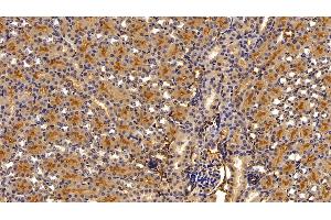 Detection of a1AT in Mouse Kidney Tissue using Polyclonal Antibody to Alpha-1-Antitrypsin (a1AT) (SERPINA1 antibody  (AA 25-413))