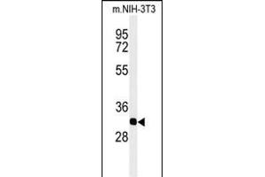 Western blot analysis of PHB2- (ABIN391412 and ABIN2841409) in mouse NIH-3T3 cell line lysates (35 μg/lane). (Prohibitin 2 antibody  (AA 106-134))