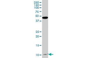 CLPS MaxPab polyclonal antibody. (CLPS antibody  (AA 1-112))
