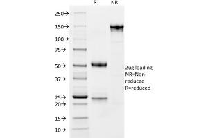SDS-PAGE (SDS) image for anti-CD163 (CD163) (AA 43-196) antibody (ABIN6941114)