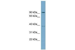 RTDR1 antibody used at 1 ug/ml to detect target protein. (RTDR1 antibody  (N-Term))