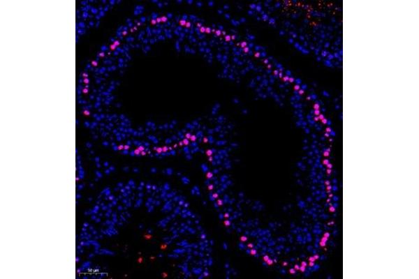 APOBEC4 antibody