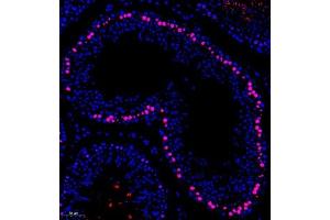 Immunofluorescence of paraffin embedded rat testis using APOBEC4 (ABIN7073086) at dilution of 1:400 (200x lens) (APOBEC4 antibody)