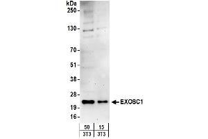 Western Blotting (WB) image for anti-Exosome Component 1 (EXOSC1) (AA 145-195) antibody (ABIN7449728) (EXOSC1 antibody  (AA 145-195))