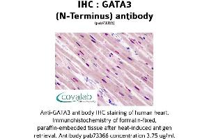 Image no. 1 for anti-GATA Binding Protein 3 (GATA3) (N-Term) antibody (ABIN1734640)