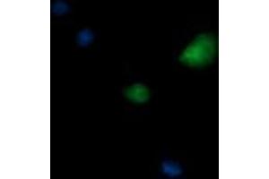 Image no. 1 for anti-Kinesin Family Member 25 (KIF25) antibody (ABIN1499040) (KIF25 antibody)