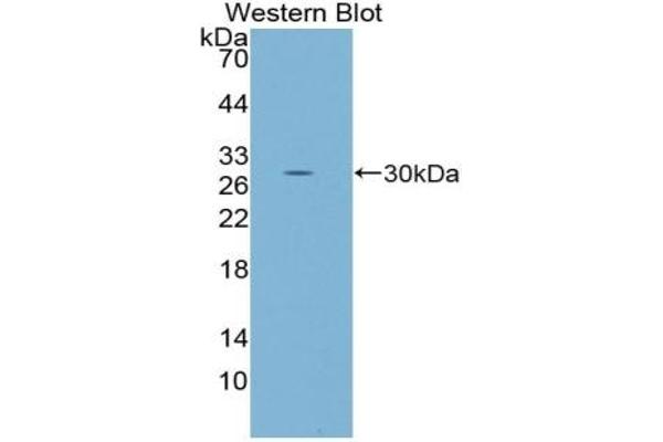 FOS antibody  (AA 55-298)