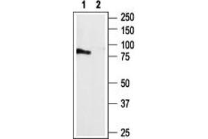 Western blot analysis of rat brain membranes: - 1. (P2RY4 antibody  (Intracellular))