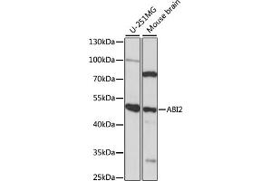 Western blot analysis of extracts of various cell lines, using  antibody (ABIN7265360) at 1:1000 dilution. (ABI2 antibody  (AA 100-200))