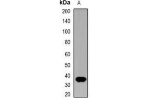 Western blot analysis of IL-12B expression in mouse kidney (A) whole cell lysates. (IL12B antibody  (C-Term))