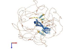 AlphaFold protein structure predicition of Mouse Recombinant Shroom4 Protein, UniprotID Q1W617 (Shroom Family Member 4 (SHROOM4) (AA 1-1475) protein (His tag))