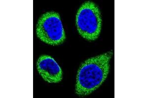 Confocal immunofluorescent analysis of AGBL5 Antibody (N-term)(Cat#AP50109PU-N) with U-251MG cell followed by Alexa Fluor 488-conjugated goat anti-rabbit lgG (green). (AGBL5 antibody  (N-Term))