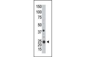 Western blot analysis of anti-ARL3 (ABIN389001 and ABIN2839231) in  cell line lysate (35 μg/lane). (ARL3 antibody  (C-Term))