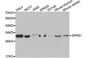 Western blot analysis of extracts of various cell lines, using SFRS1 antibody. (SRSF1 antibody  (pSer1))