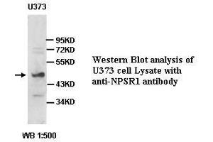 Image no. 1 for anti-Neuropeptide S Receptor 1 (NPSR1) antibody (ABIN791225) (NPSR1 antibody)