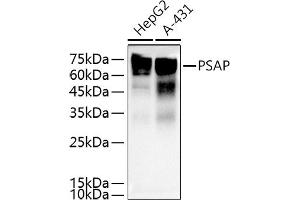 Western blot analysis of extracts of various cell lines, using PSAP antibody (ABIN3022605, ABIN3022606, ABIN3022607, ABIN1513432 and ABIN6218938) at 1:500 dilution.